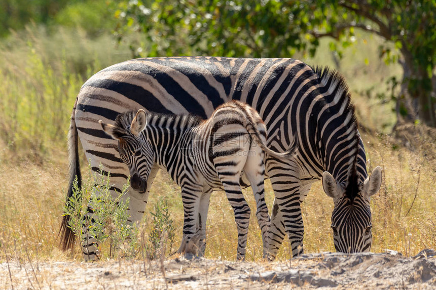 非洲灌木中的斑马和可爱的幼崽博茨瓦纳非洲野生动物野生物Morem图片