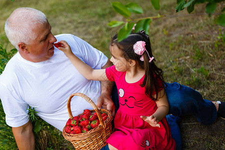 祖父和孙女在绿色花园吃草莓图片
