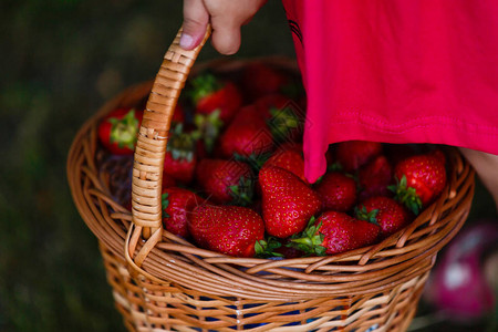 成熟的甜草莓图片