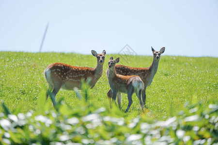 北海道夏天的鹿图片