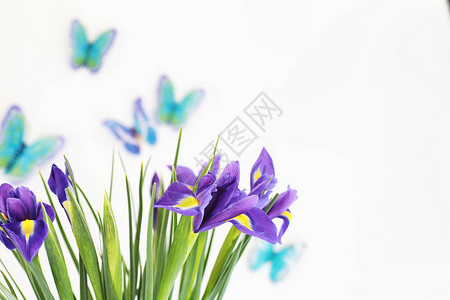 白色背景上的紫色虹膜与蝴蝶图片