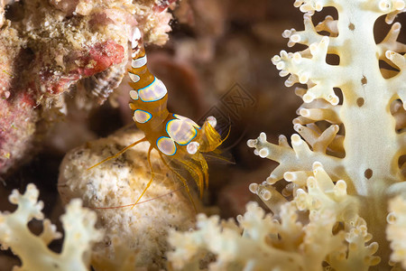 隐藏在珊瑚中的感虾高清图片