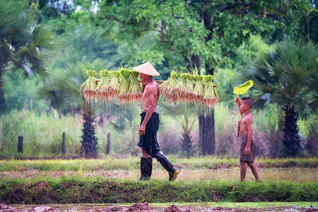 东南亚民众在泰国法瑟和儿子下班后在稻田过着快乐的生活方式图片