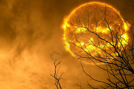 太阳背着光影树和夜空美国航天局提供的图片