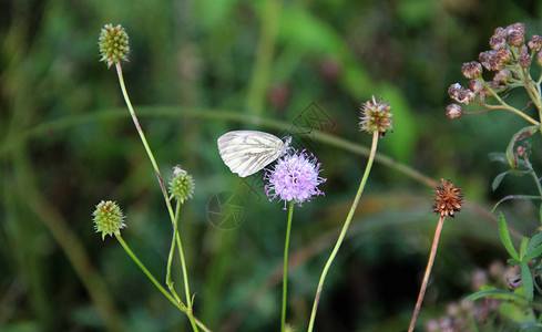 昆虫蝴蝶坐在青草的花朵上图片