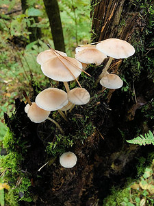 森林里一棵树上的秋蘑菇图片