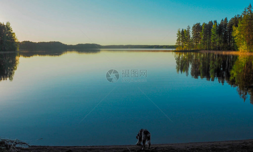 芬兰赛马湖的狗图片