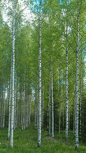 芬兰农村的大桦木图片