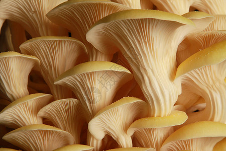 桌子上新鲜的未煮过的蘑菇背景图片