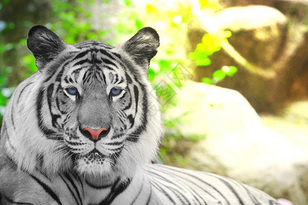 白老虎是孟加拉虎的颜料变异体复制文字空图片
