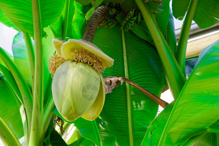绿茎上的香蕉花蕾图片