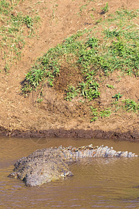 肯尼亚马拉河附近水面的一条大鳄鱼图片