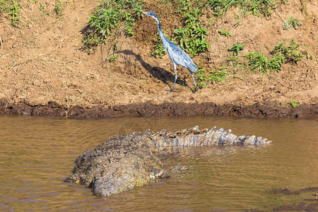 水中一只大鳄鱼海岸上的蓝草原肯尼亚图片