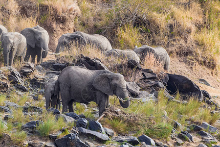 河岸一小群大象肯尼亚马图片