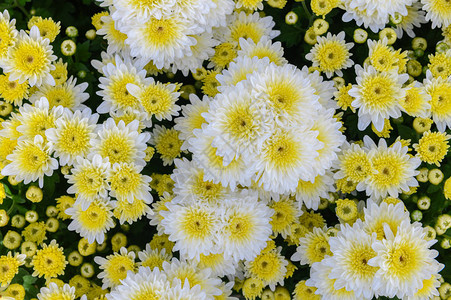 白色的花朵与黄色中心图片