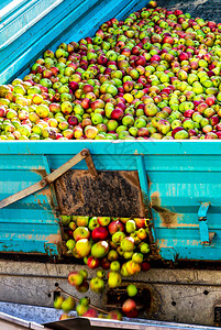 农民将苹果运送到德国黑森州的一家苹果酒厂图片