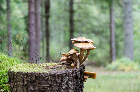 一群蘑菇生长在树桩上在图片