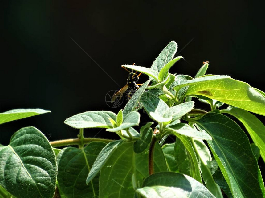 一只黄蜂爬上金银花植物的叶子图片