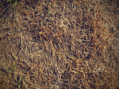 土壤贫瘠有烧焦的干草根茎极端干图片