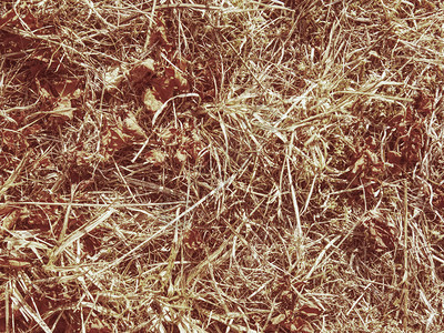 环境干旱草地的干草到极度干图片