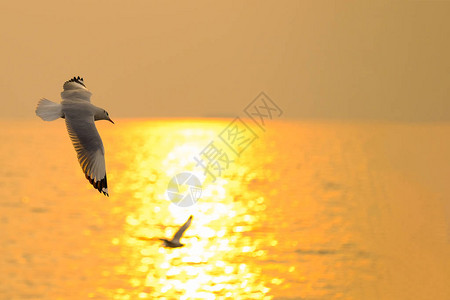 海鸥飞过泰国日落之旅图片