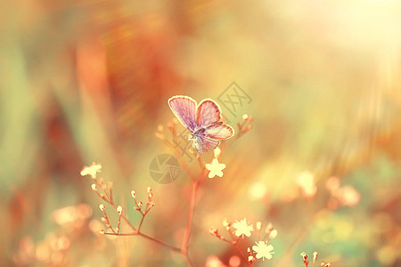 花背景上的春蝴蝶复古色调背景夏天图片