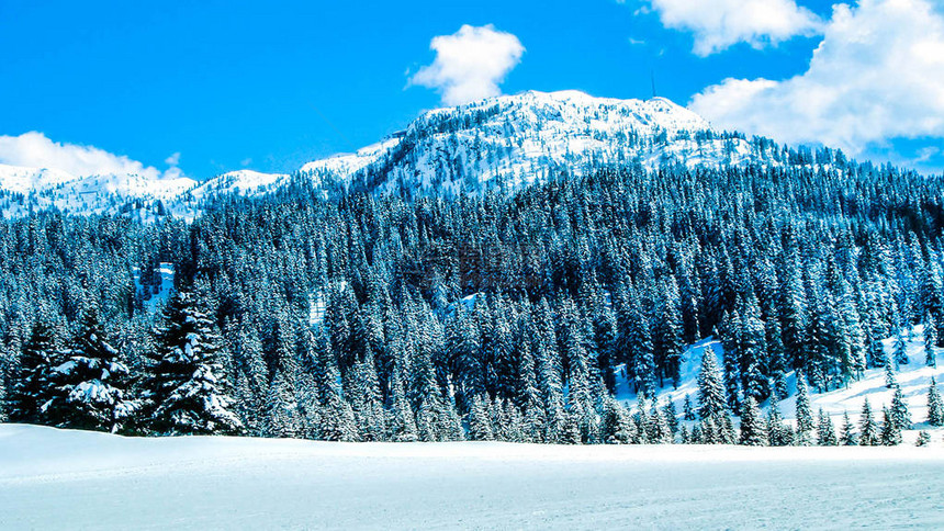 山地风雪和树木图片