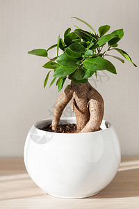 白花盆室内植物榕小果人参图片