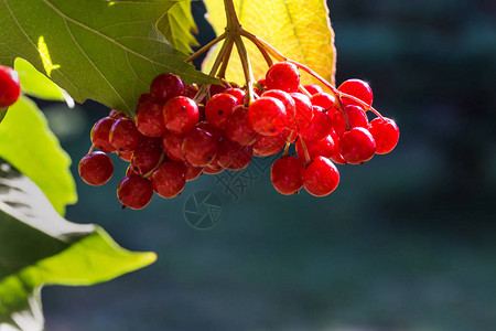 秋天背景上有红色浆果荚蒾的分支图片