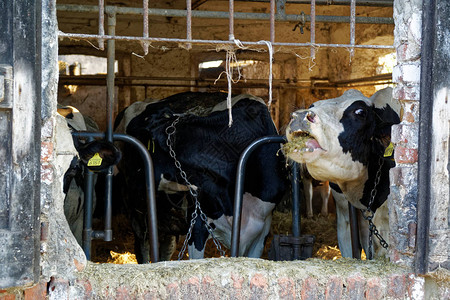 马厩里的奶牛动物农场图片