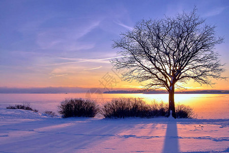 芬兰冬季海日落和树图片