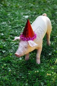 一只小白猪站在草地上看镜头小猪在生日派对上穿戴节日帽图片