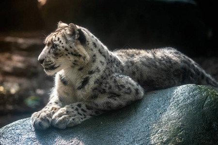 雪豹伊尔比斯Panthera图片