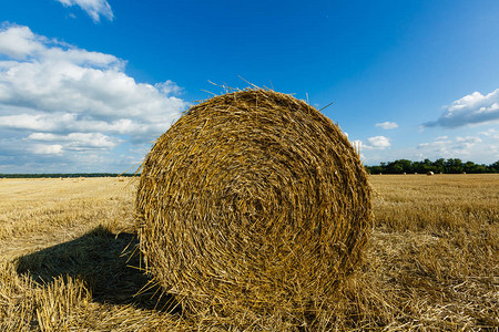 麦秸在收割过程中的堆栈农业领图片