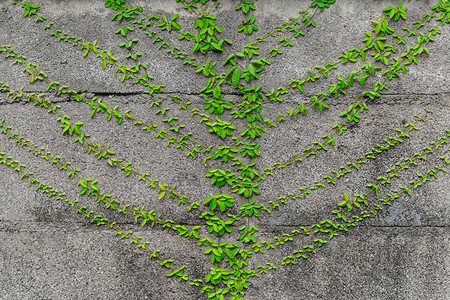 种植的绿植物其图片