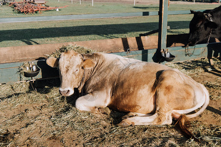 头顶干草的棕色家奶牛躺在农场图片