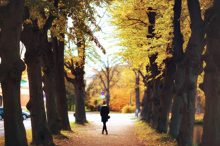 公园10月的风景秋季黄树10月的树木图片
