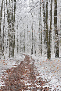 被雪覆盖的美丽的冬季森林图片