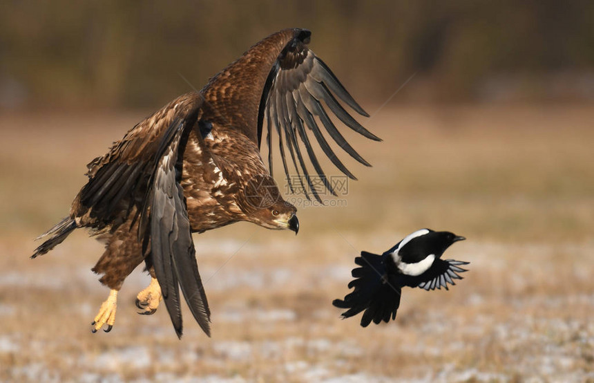 在自然栖息地飞翔的白尾鹰图片