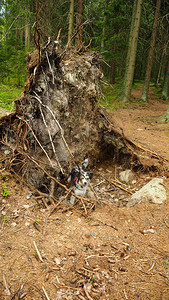 幼犬在倒下的大树根挖图片