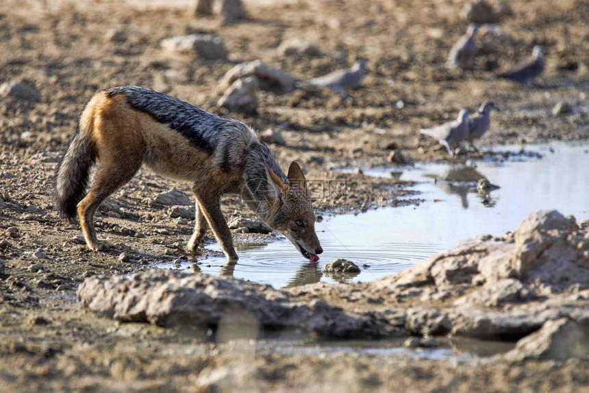 南非卡拉哈里州Gemestsbok公园水坑的黑背胡狼Canismeomesom图片
