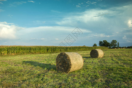 两片干草堆在田地上玉米图片