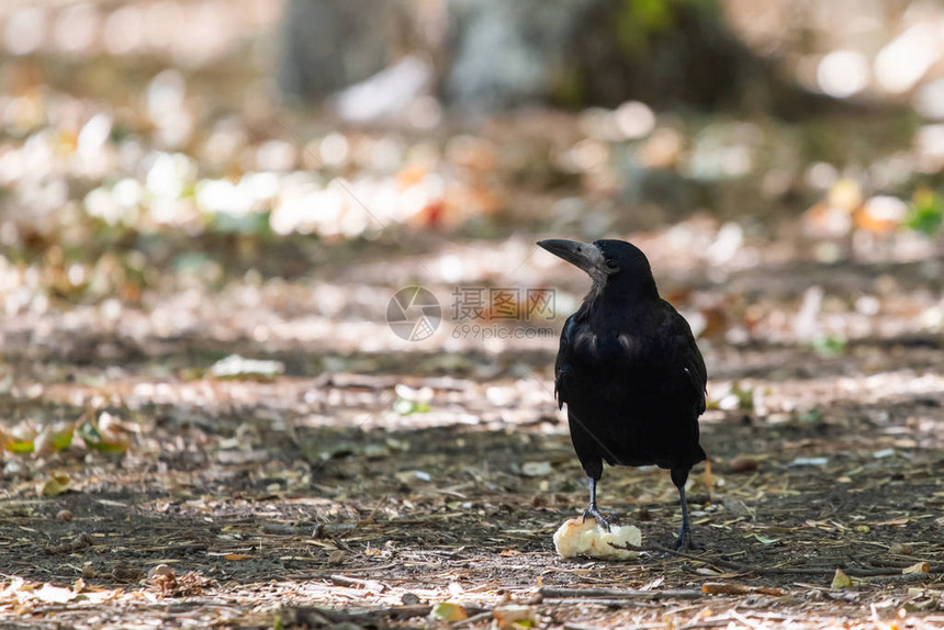 秋天公园的黑鸟雷文走在城市花园的路上图片
