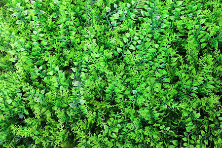 心形叶子装饰绿色植物背景图片