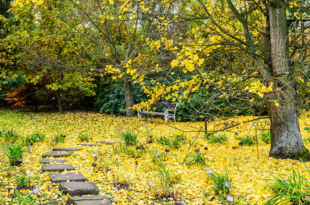 黄色银杏树叶和树附近的公园小径图片