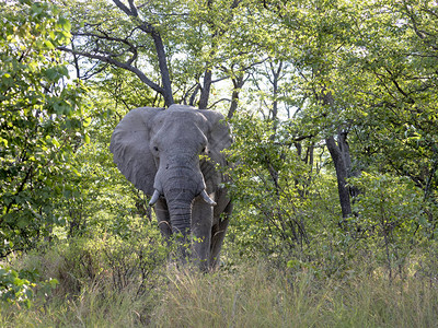 非洲大象Loxodonta图片