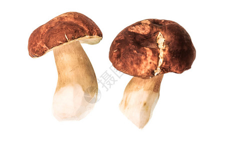 白色背景上的食用蘑菇牛肝菌图片