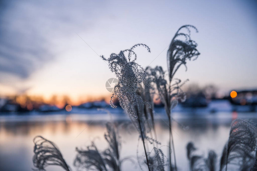 金冬日落风中高山草在冰冻湖上图片