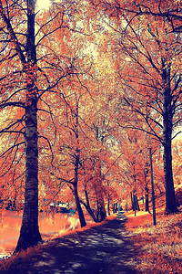 美丽的秋森林景观黄林树木和离开公园中十月风景图片