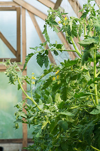 温室的番茄植物有机农图片